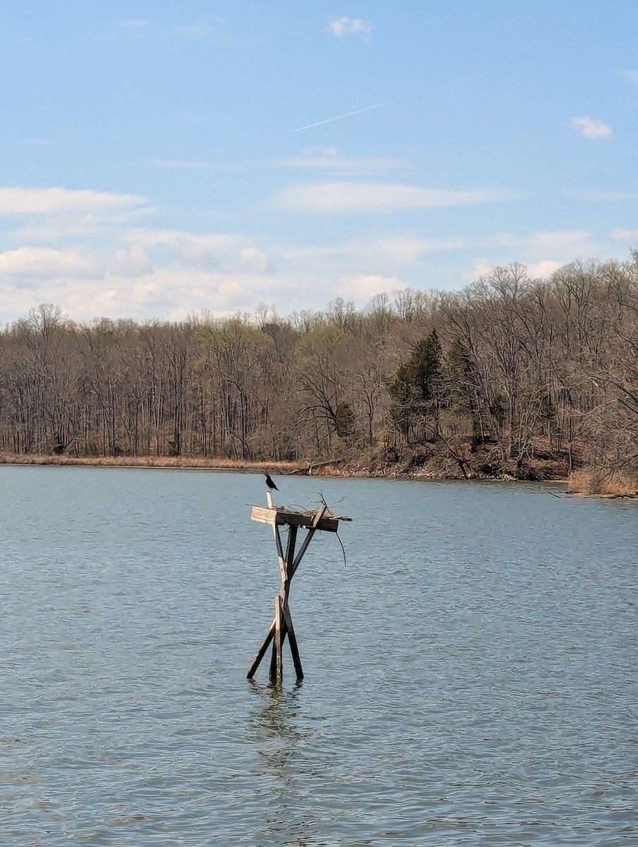 Fish Crow - ML632924675