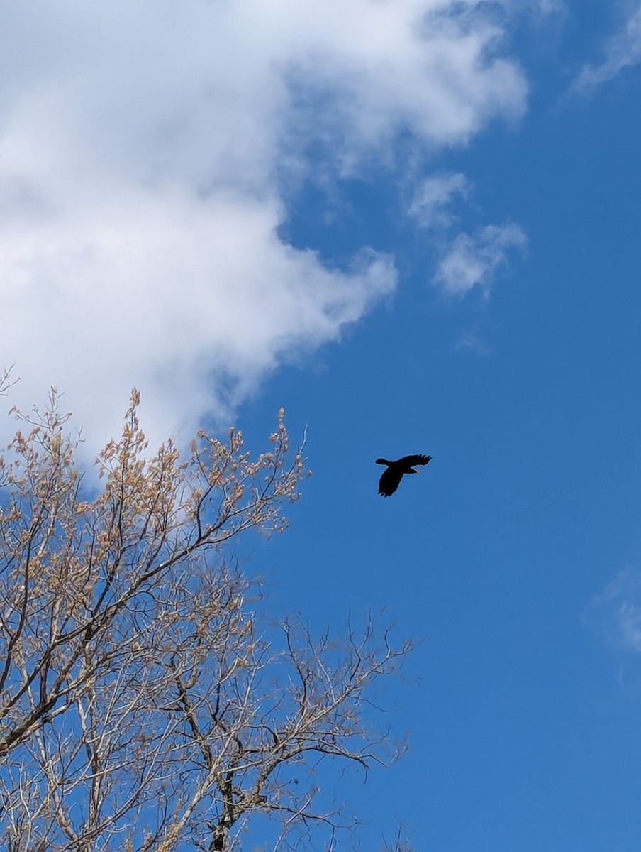 Fish Crow - ML632924676