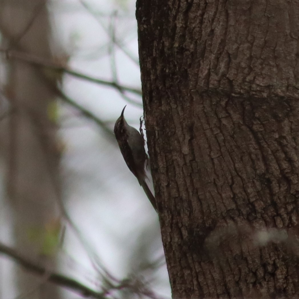 Brown Creeper - ML632924683