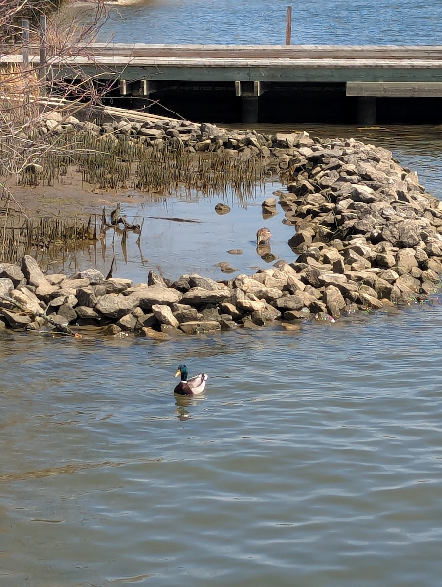 Mallard - ML632924753