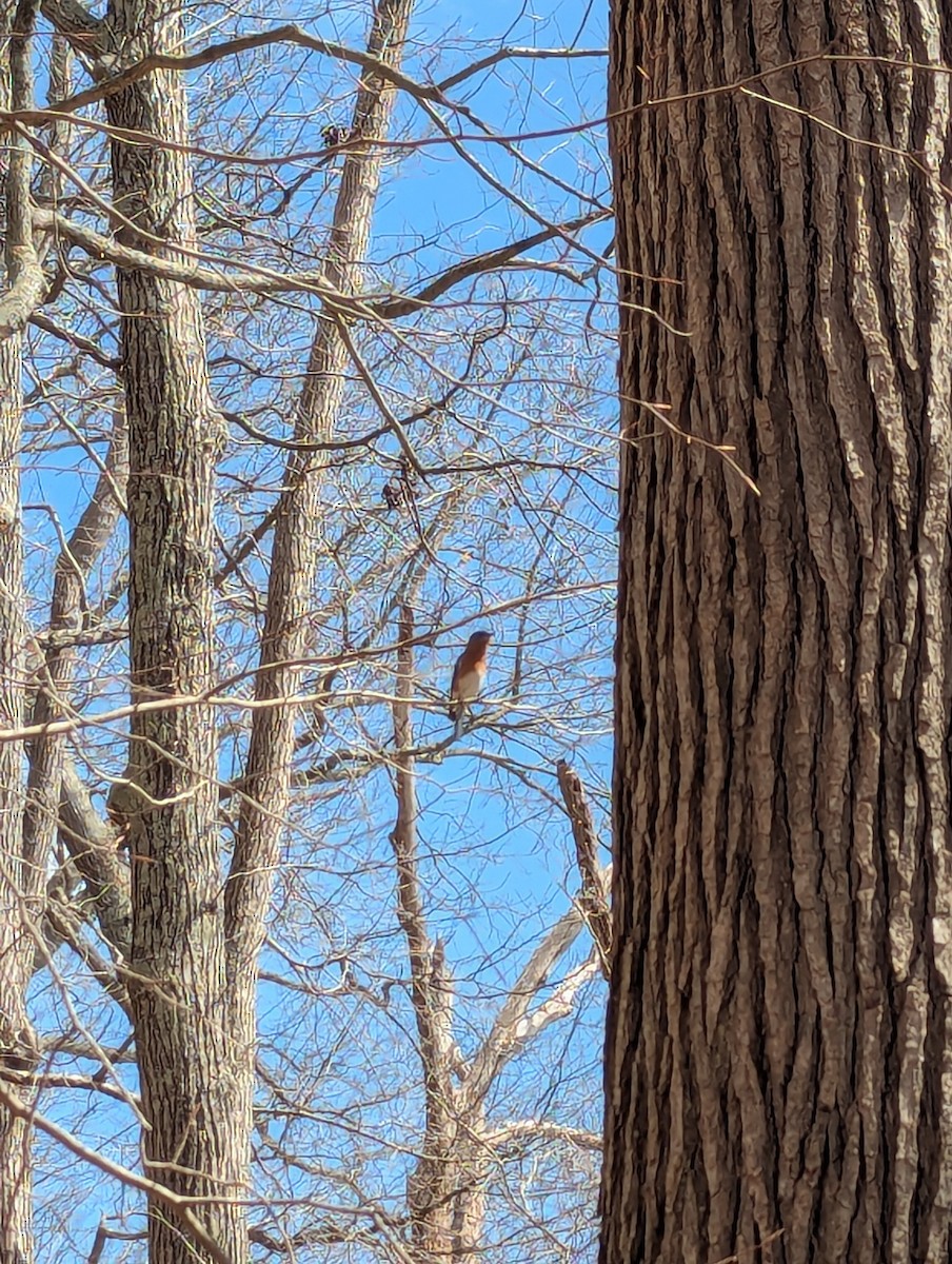 Eastern Bluebird - ML632924769