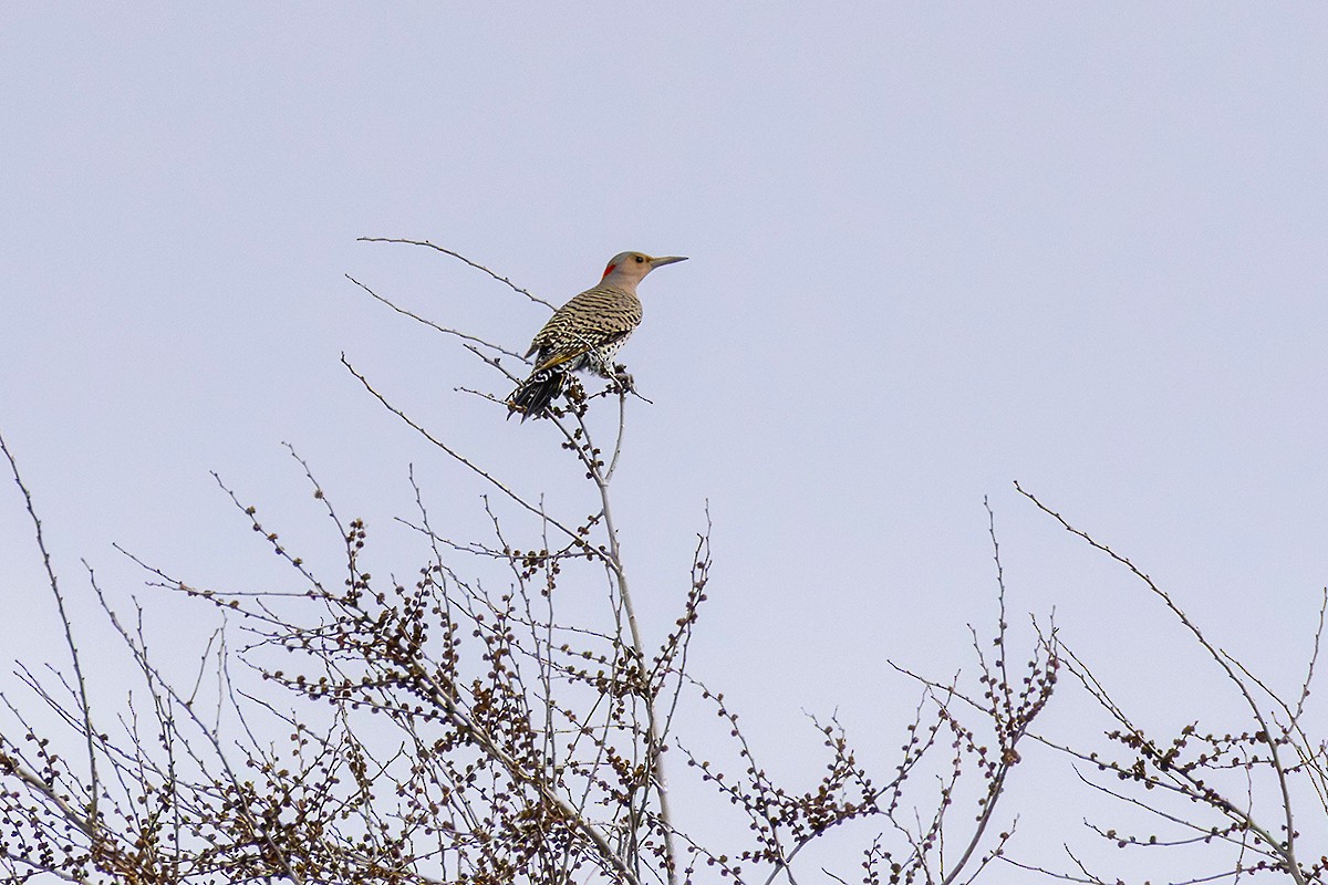 Goldspecht - ML632924970