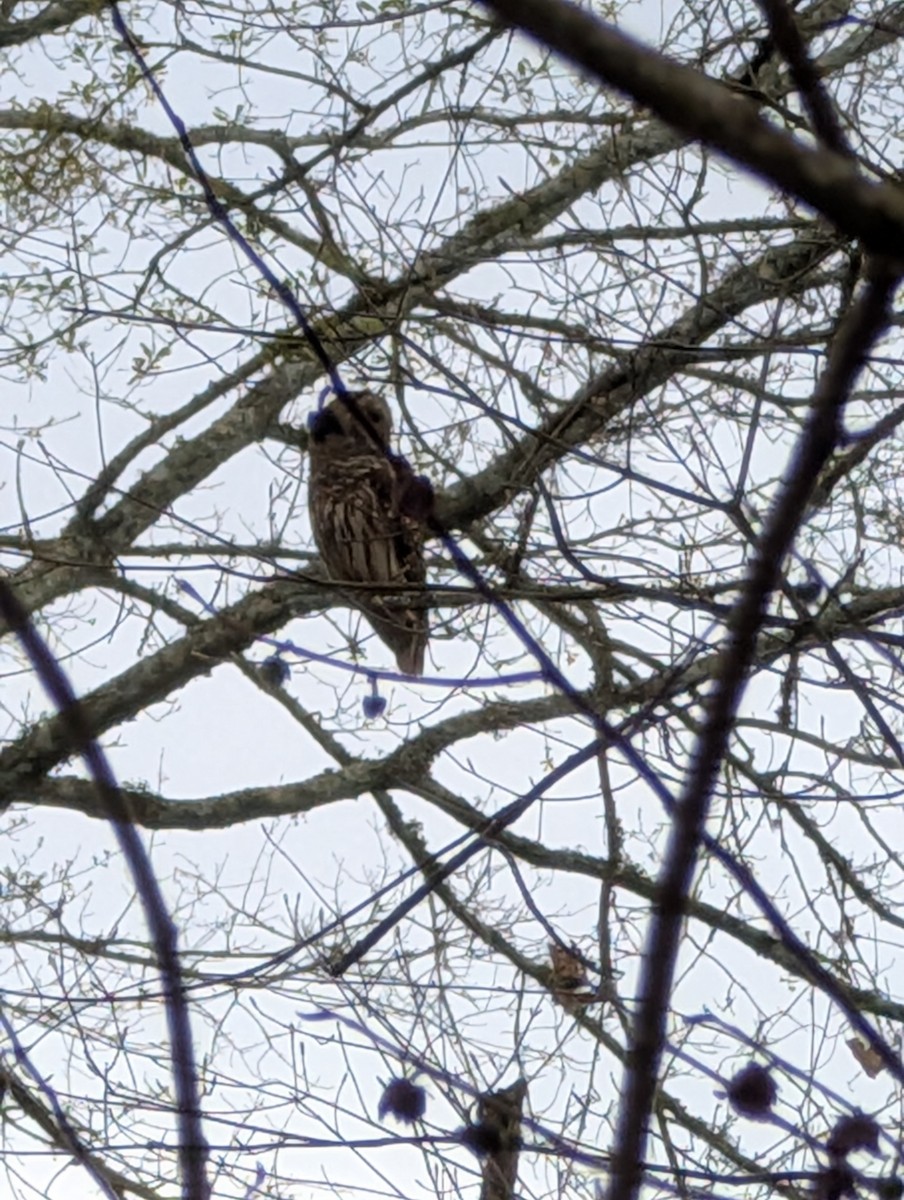 Barred Owl - ML632925082