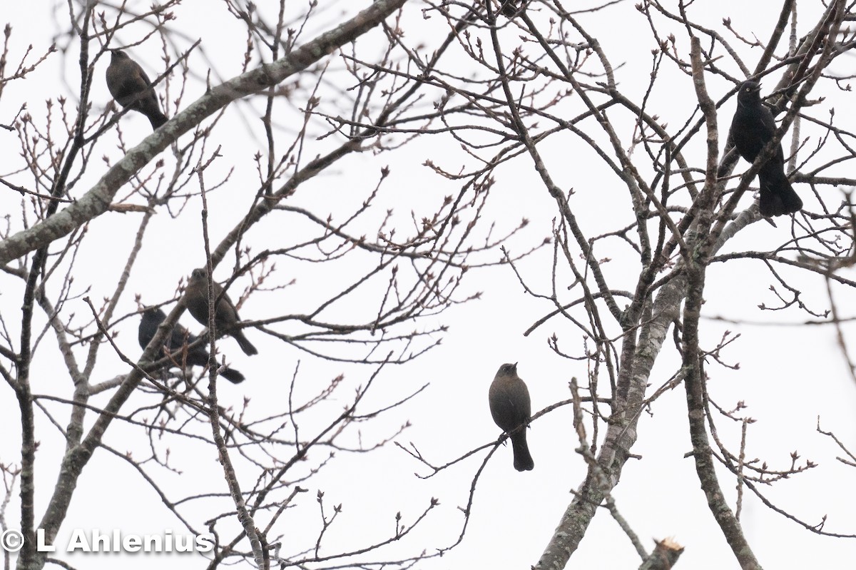 Трупіалець північний - ML632925101