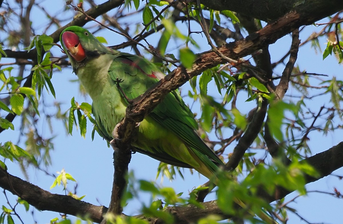 Alexandrine Parakeet - ML632925264