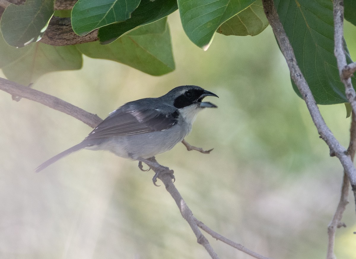 White-banded Tanager - ML632925273