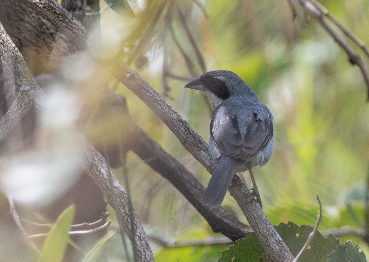 White-banded Tanager - ML632925274