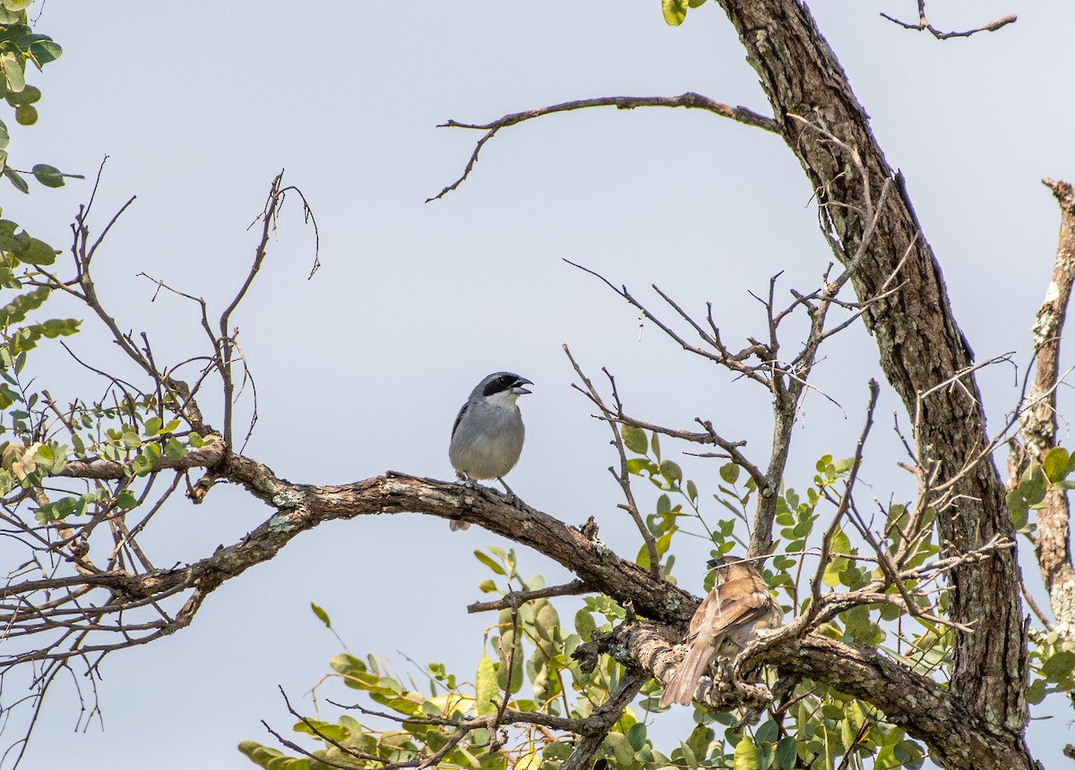White-banded Tanager - ML632925275