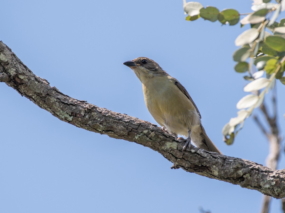 White-banded Tanager - ML632925276