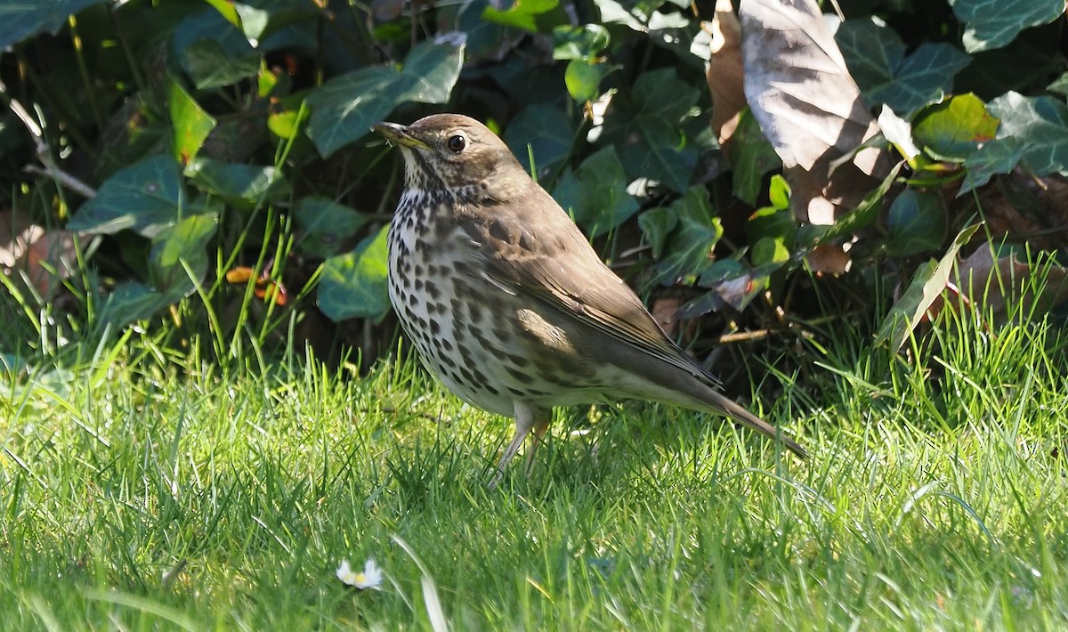 Song Thrush - ML632925282