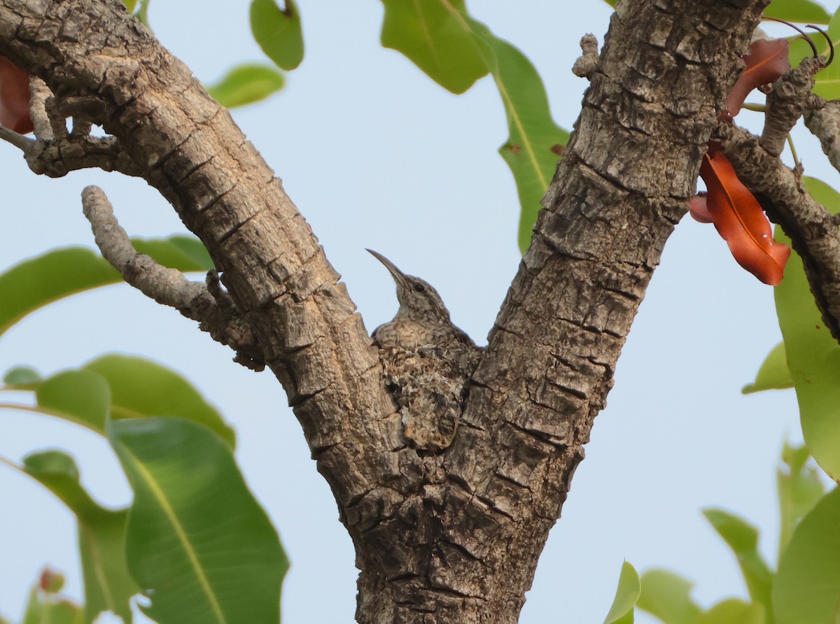 African Spotted Creeper - ML632925292