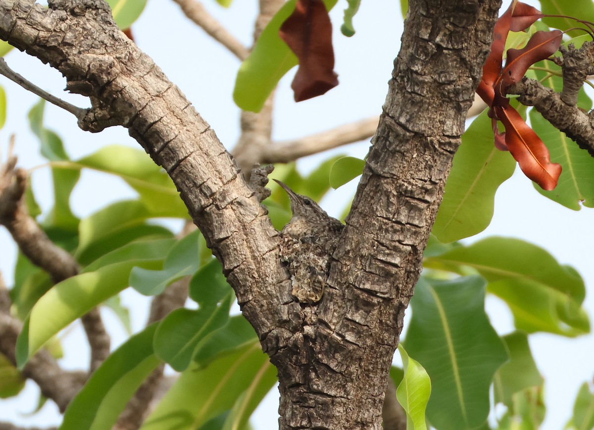 African Spotted Creeper - ML632925293