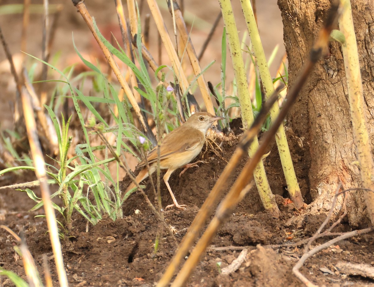 Rufous Cisticola - ML632925342