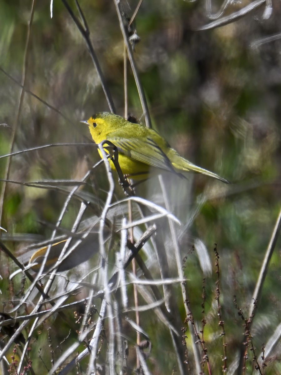 Wilson's Warbler - ML632925491