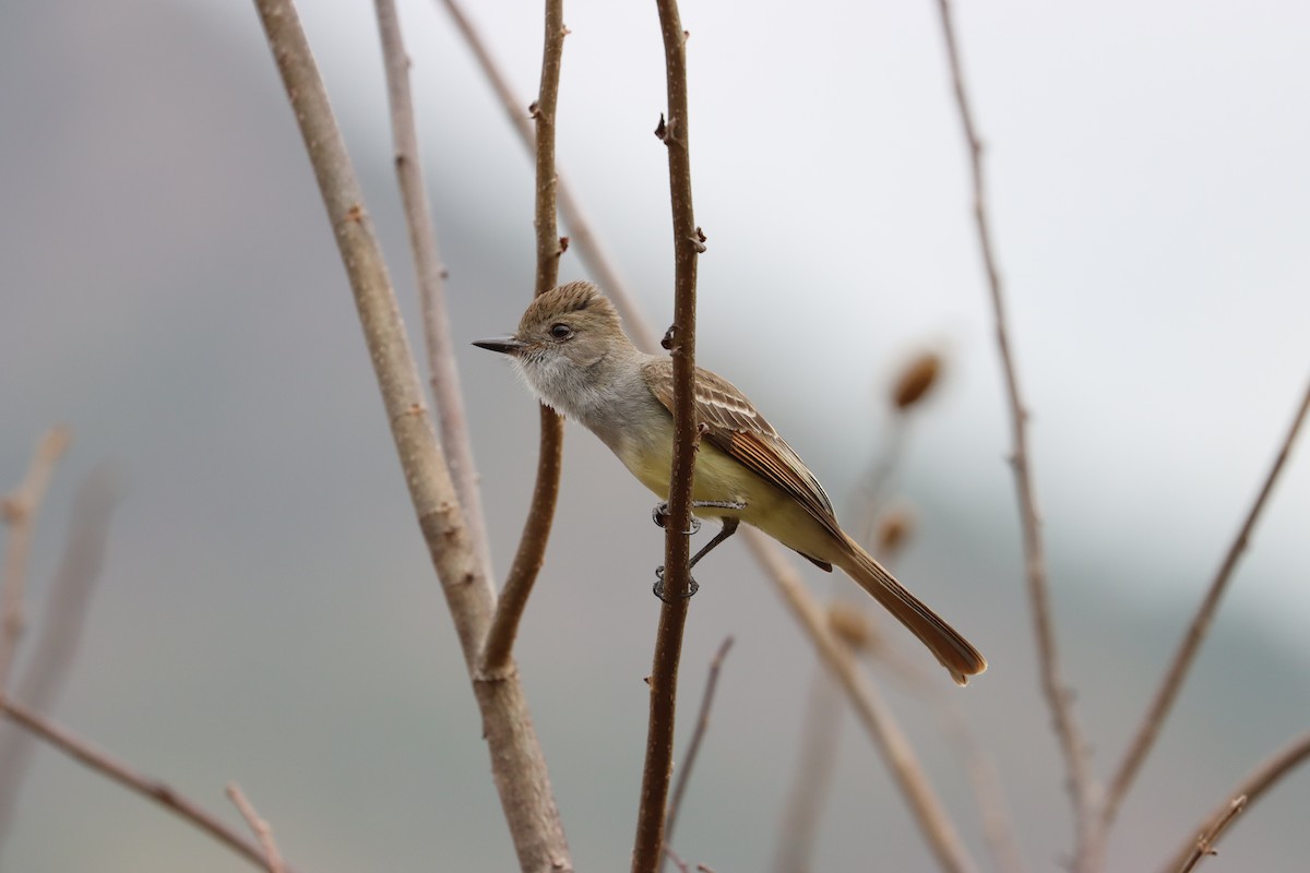 Nutting's/Salvadoran Flycatcher - ML632925626