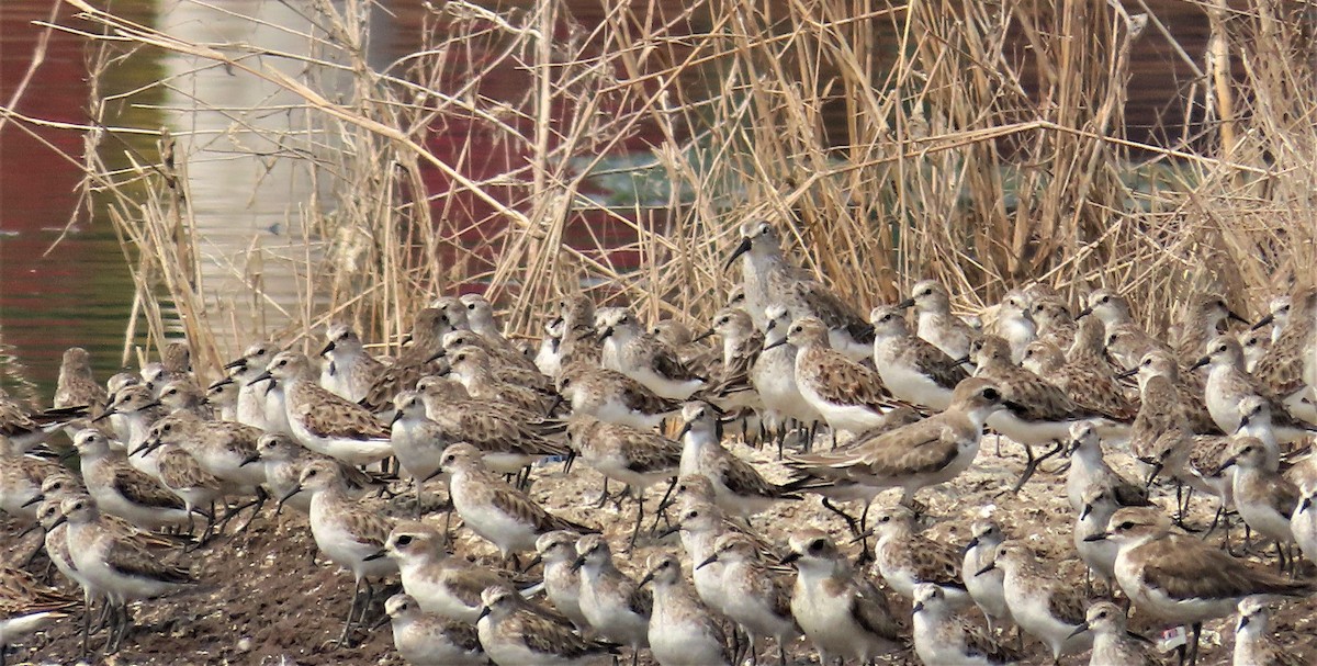 Little Stint - ML632925690