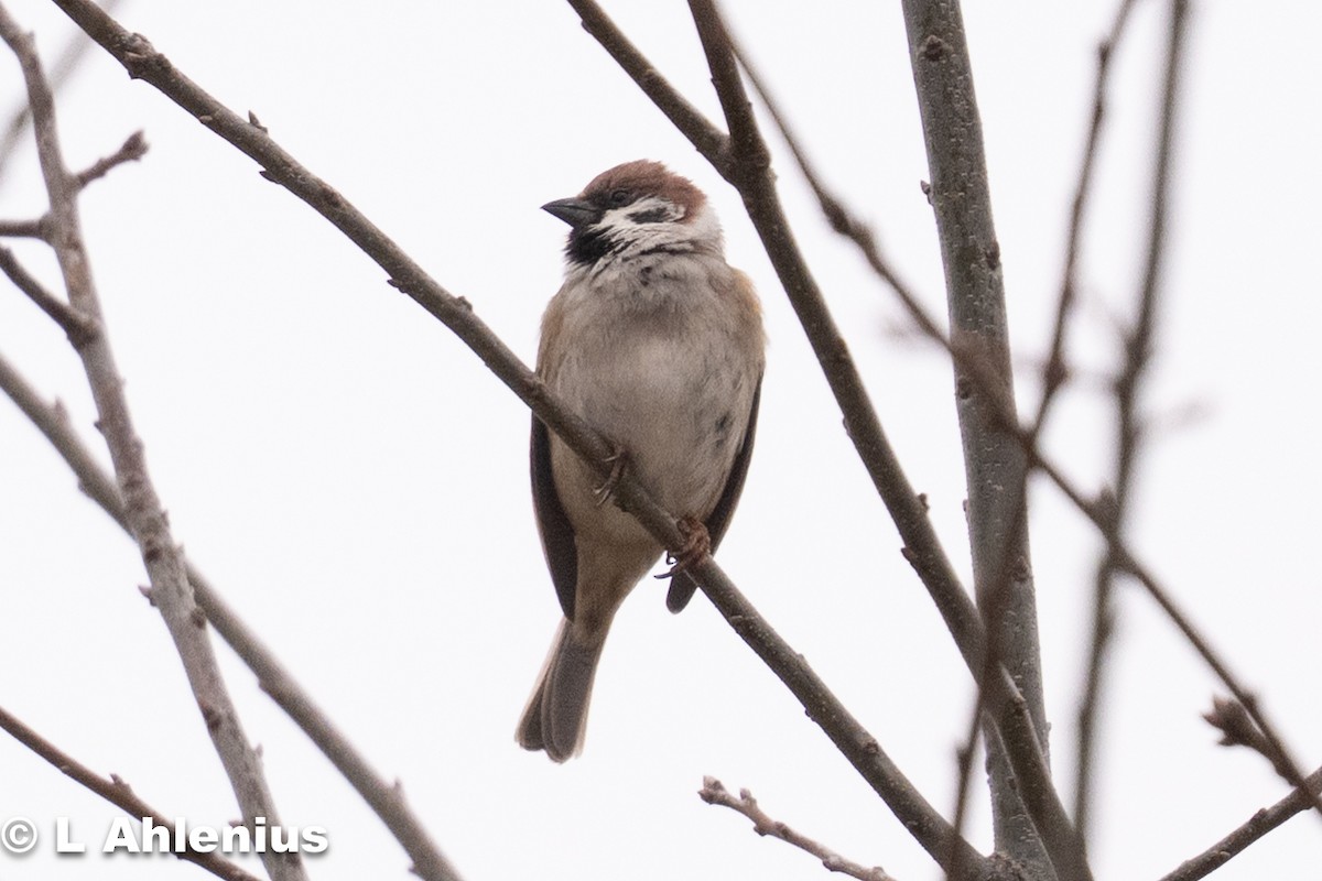 House/Eurasian Tree Sparrow - ML632925699