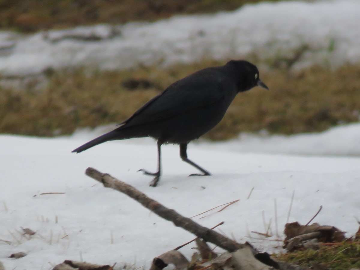 Rusty Blackbird - ML632925721