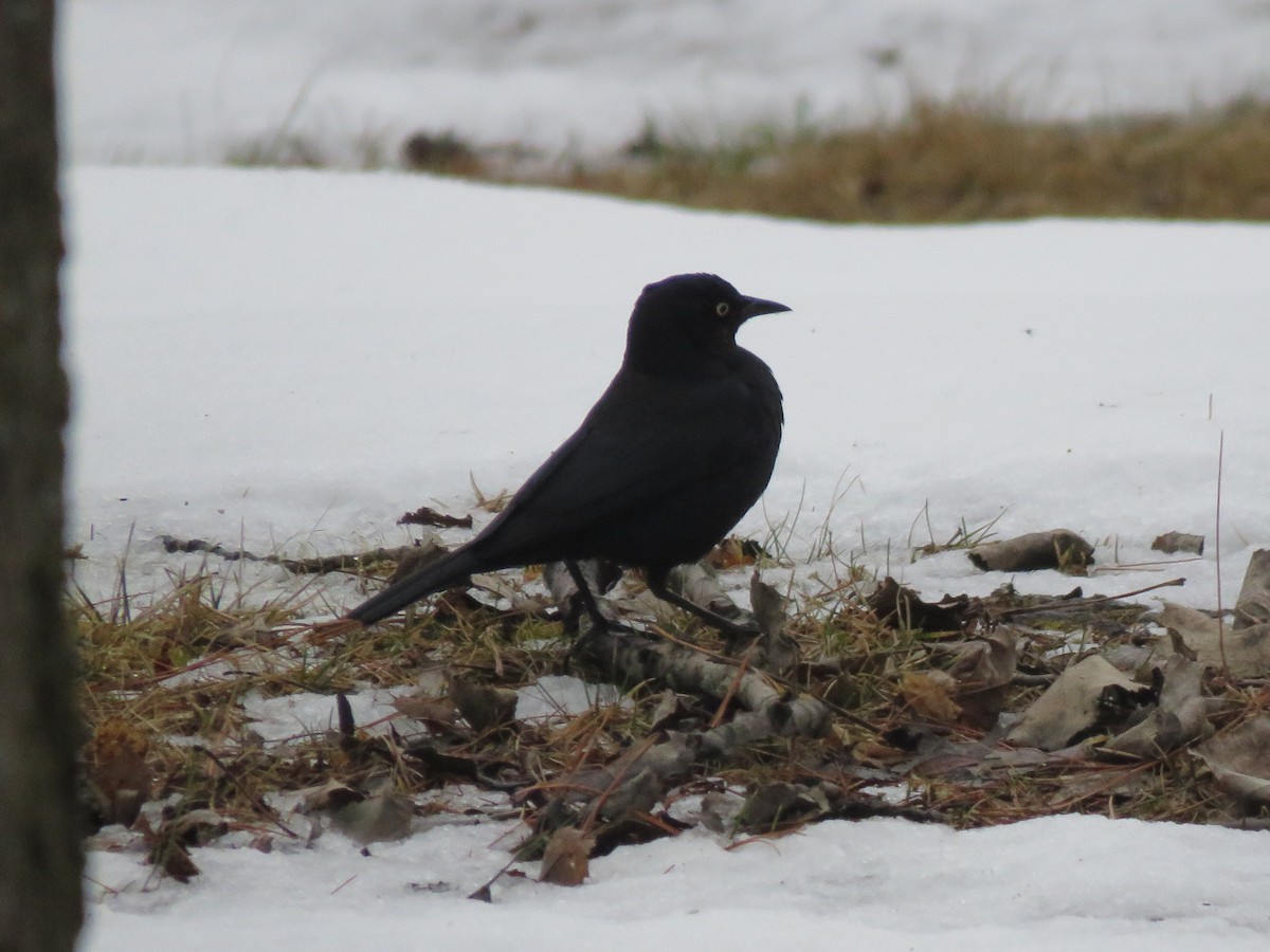 Rusty Blackbird - ML632925724