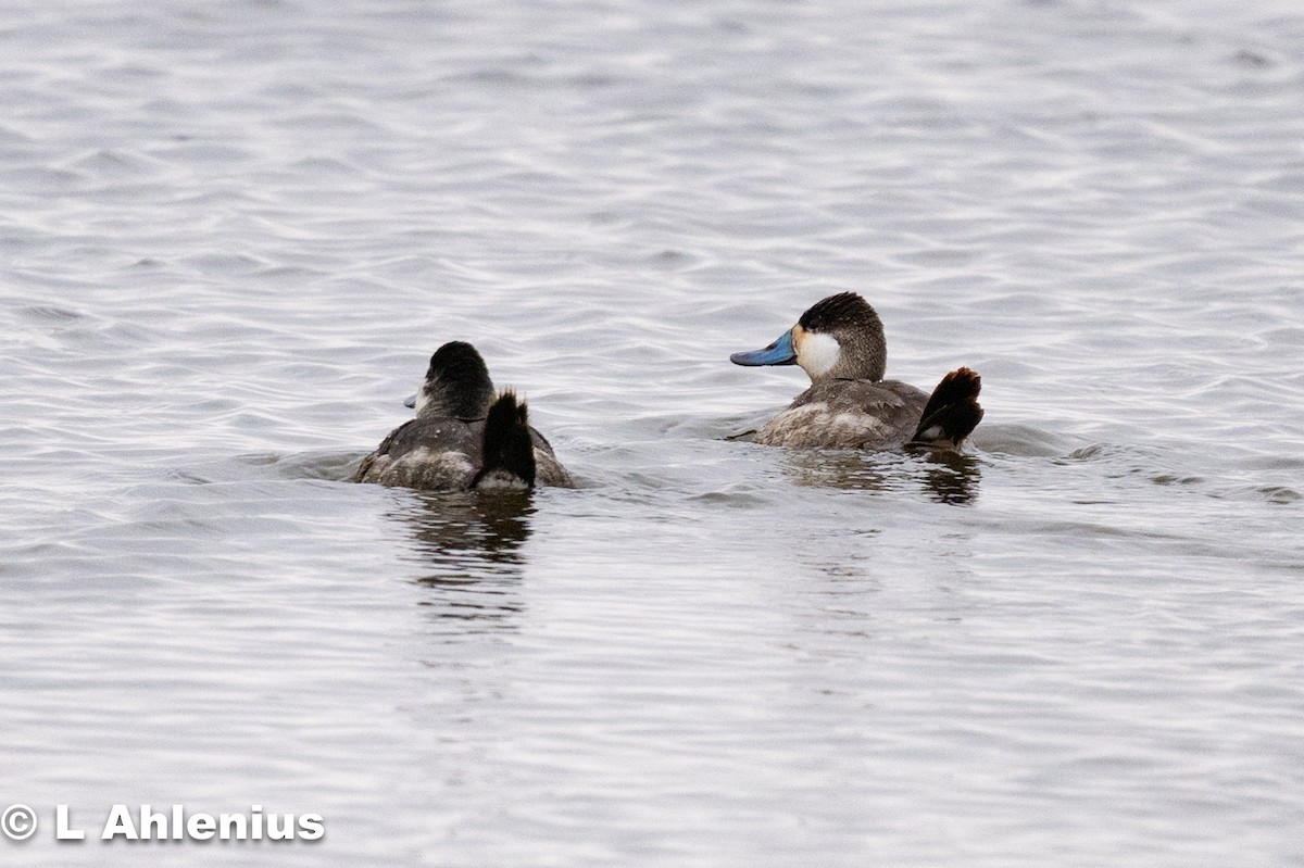 Ruddy Duck - ML632925774
