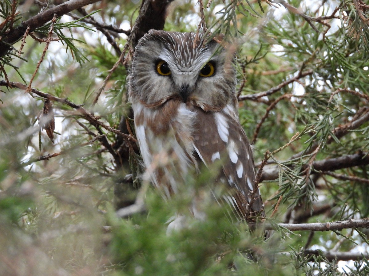Northern Saw-whet Owl - ML632925800