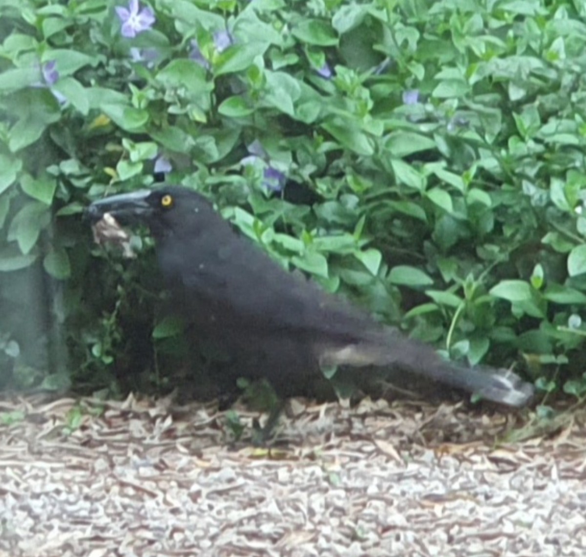Gray Currawong (Black-winged) - ML632925879