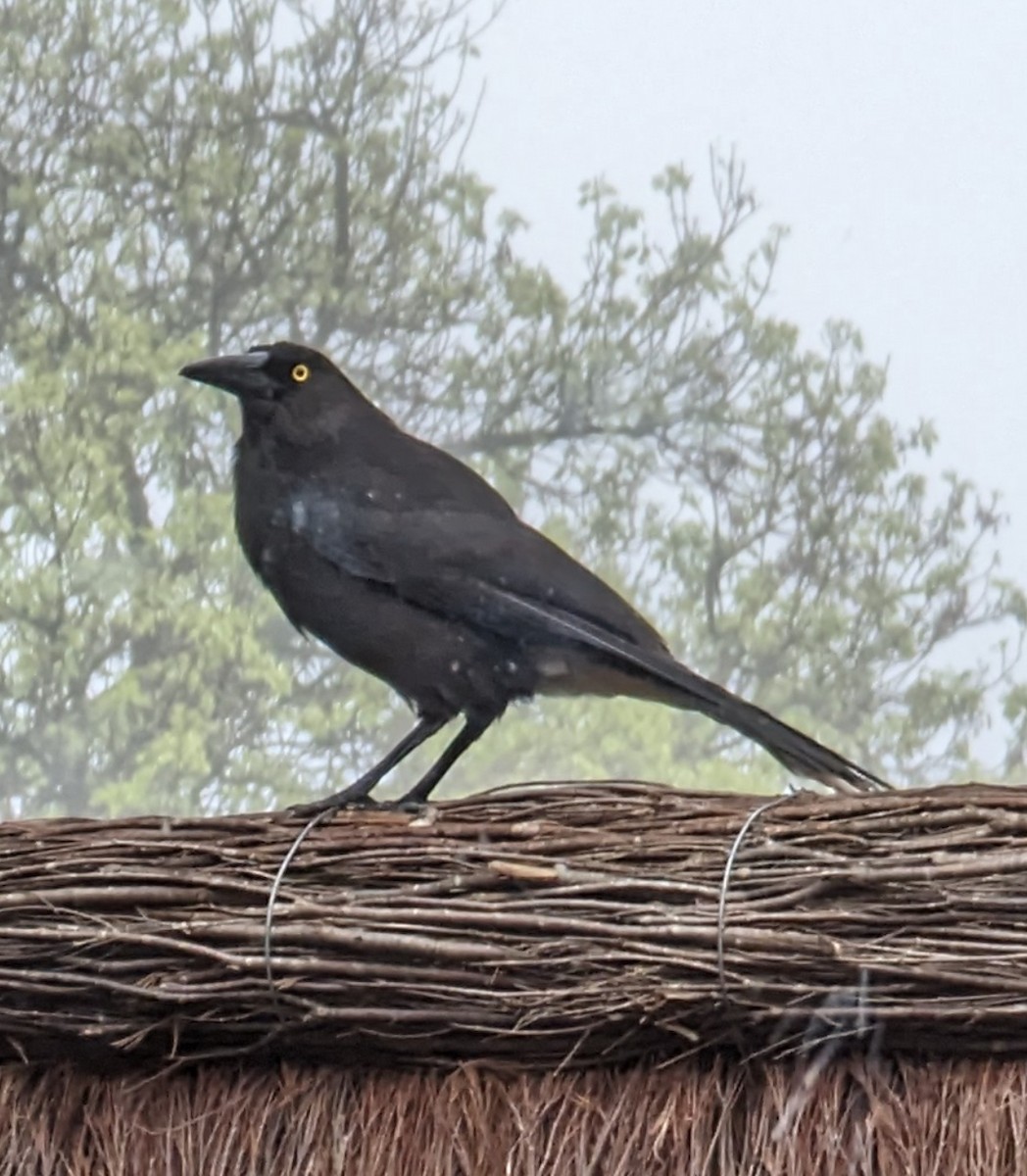 Gray Currawong (Black-winged) - ML632925936