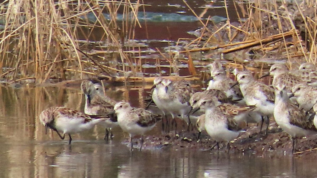 Little Stint - ML632925974