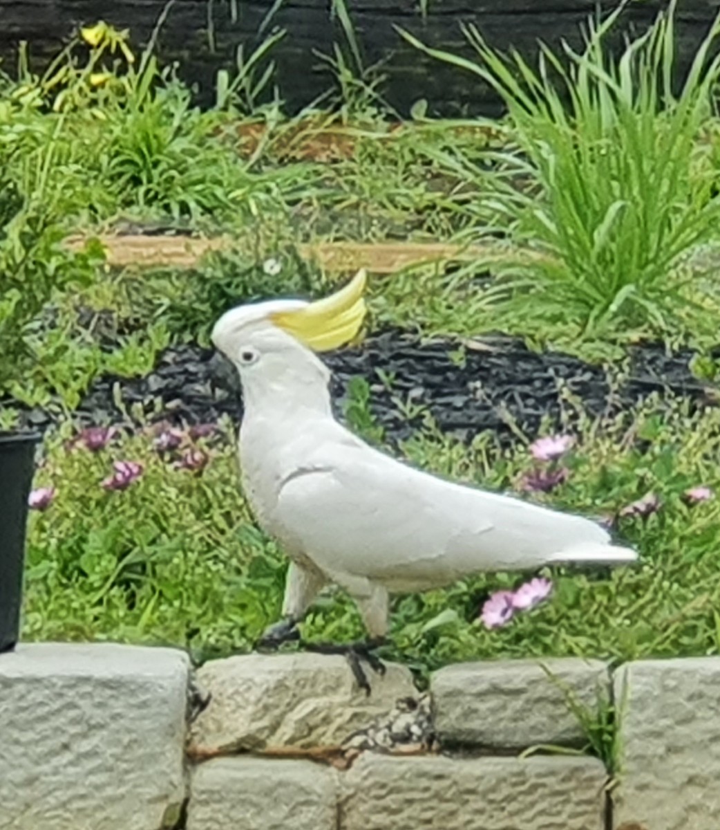 Sulphur-crested Cockatoo - ML632925988