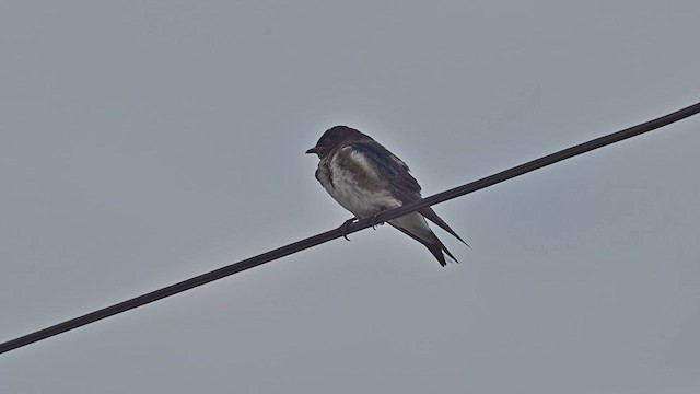 Gray-breasted Martin - ML632926001