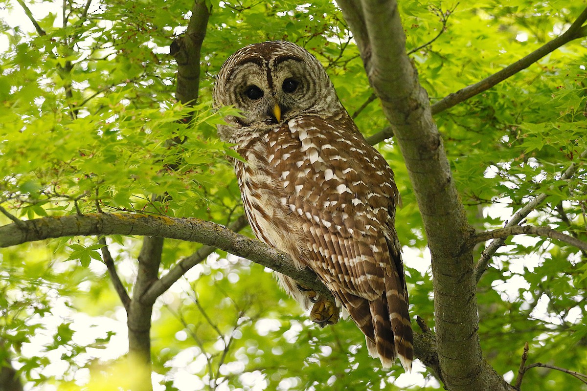 Barred Owl - ML632926021