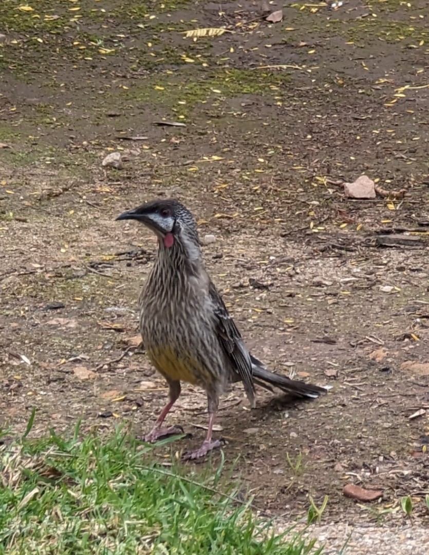 Red Wattlebird - ML632926030