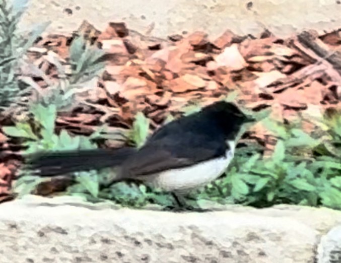Willie-wagtail - ML632926086