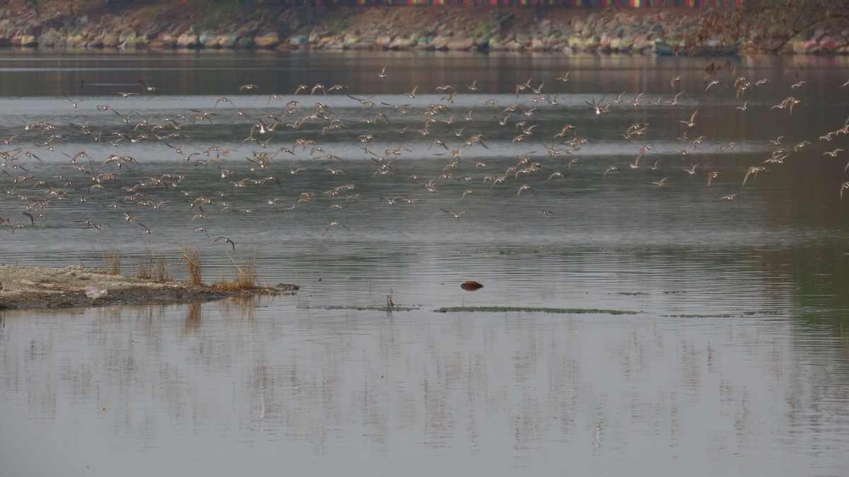 Little Stint - ML632926099