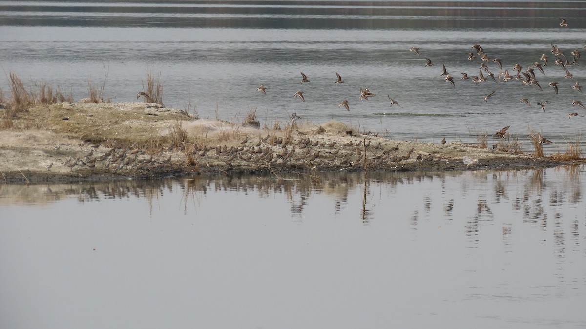Little Stint - ML632926102