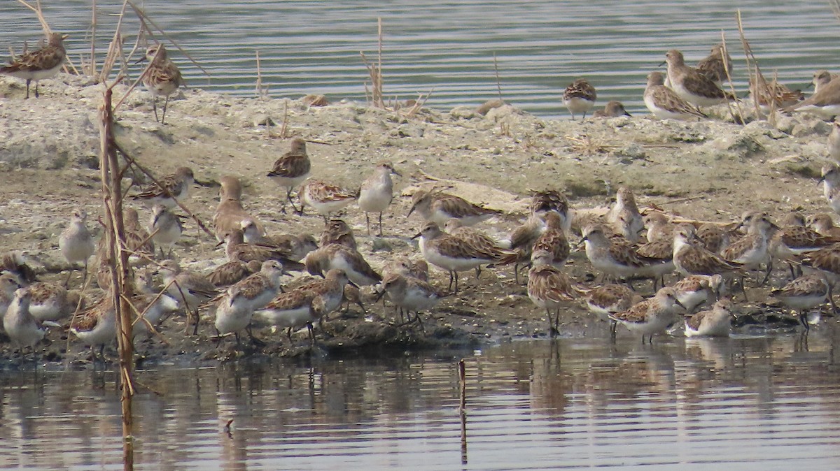 Little Stint - ML632926188
