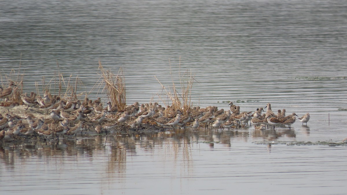 Little Stint - ML632926193