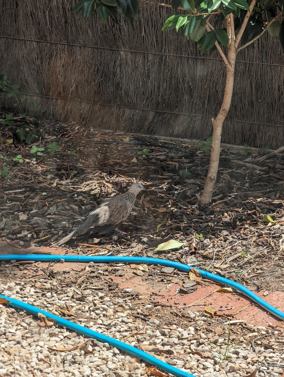 Spotted Dove - ML632926387