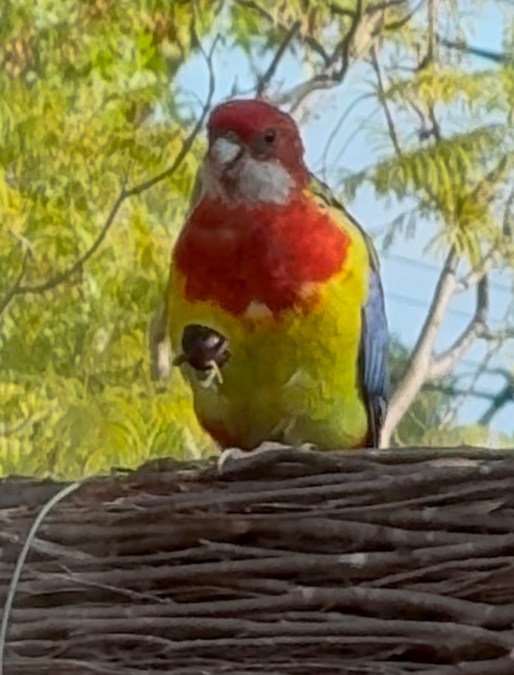 Eastern Rosella - ML632926449