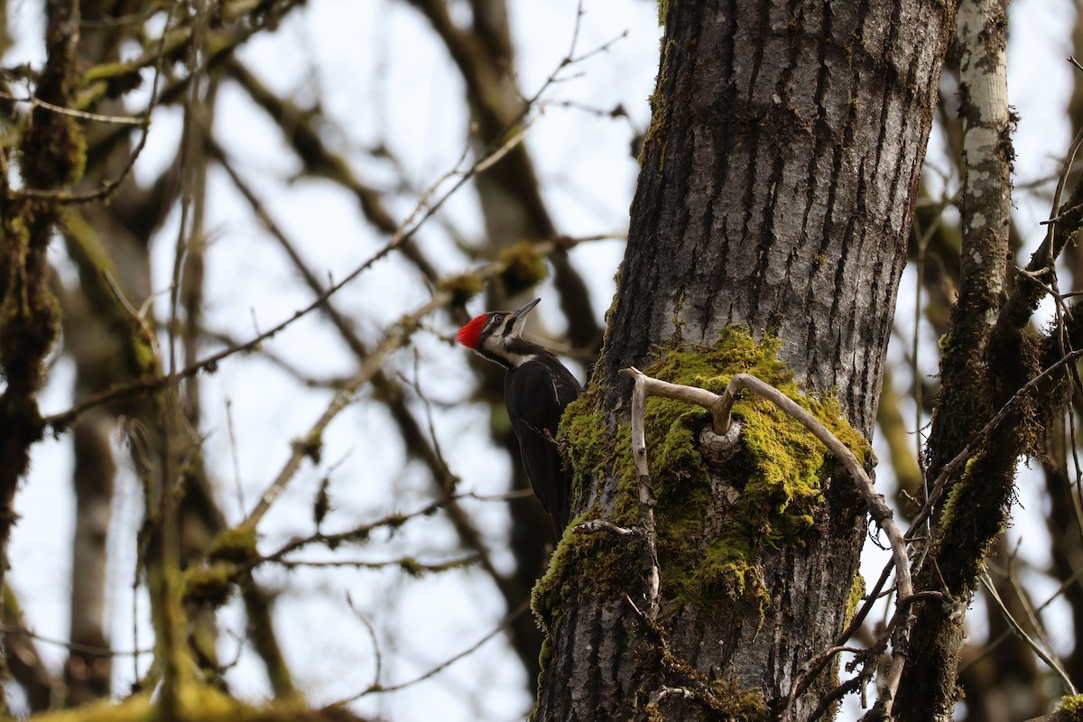 Pileated Woodpecker - ML632926484
