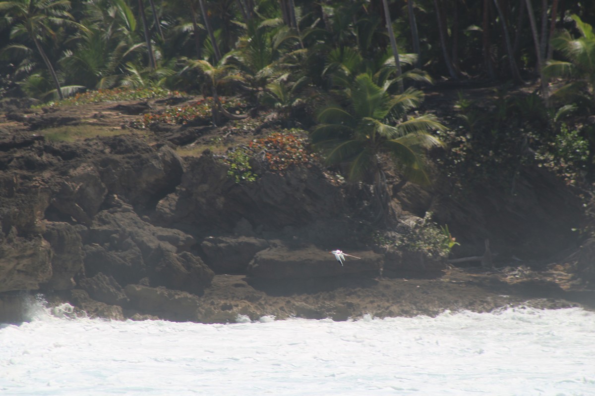 White-tailed Tropicbird - ML632926552