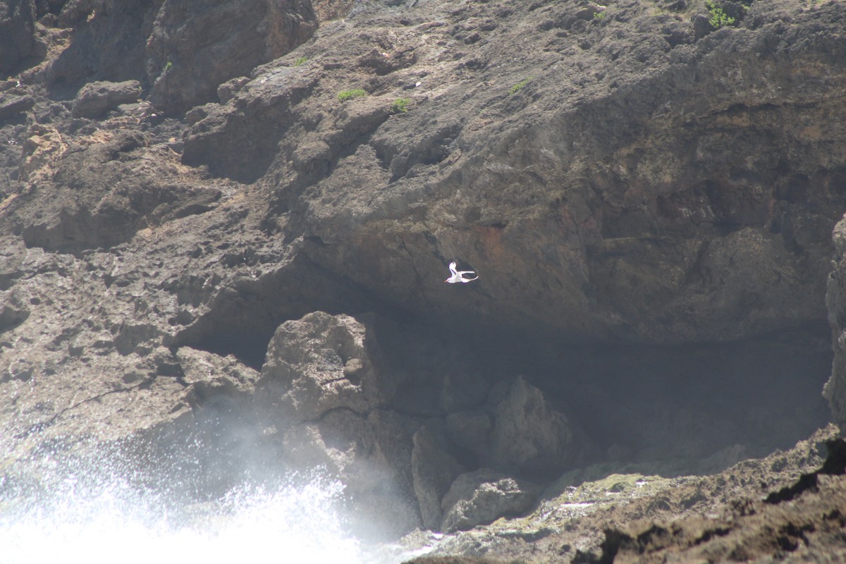 White-tailed Tropicbird - ML632926557