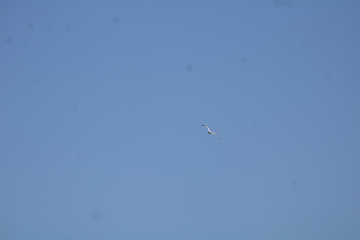White-tailed Tropicbird - ML632926621