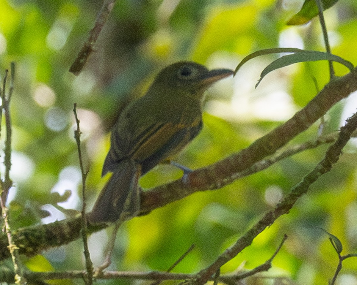 Pacific Flatbill - ML632927062
