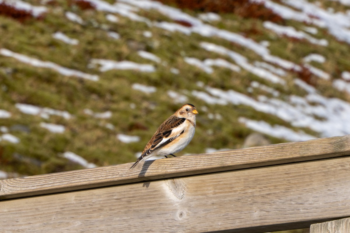 Snow Bunting - ML632927206