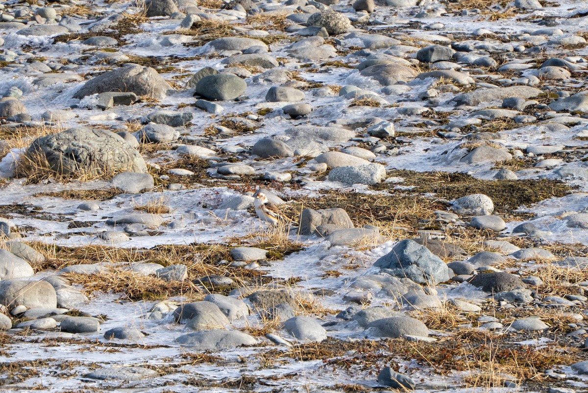 Snow Bunting - ML632927207