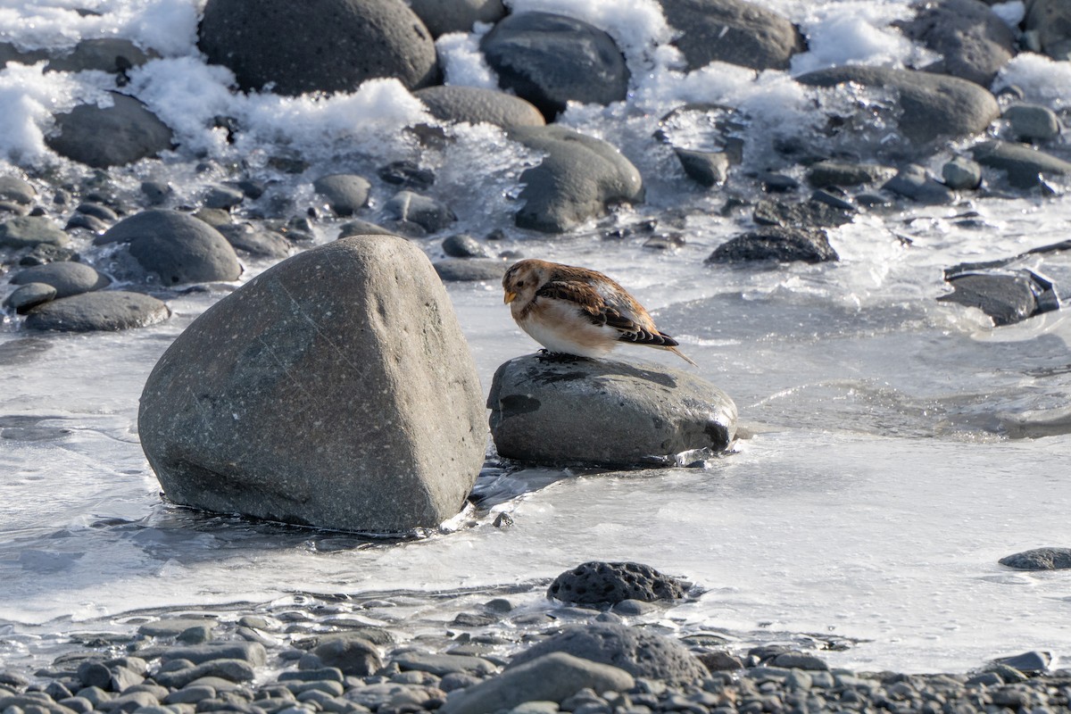 Snow Bunting - ML632927208