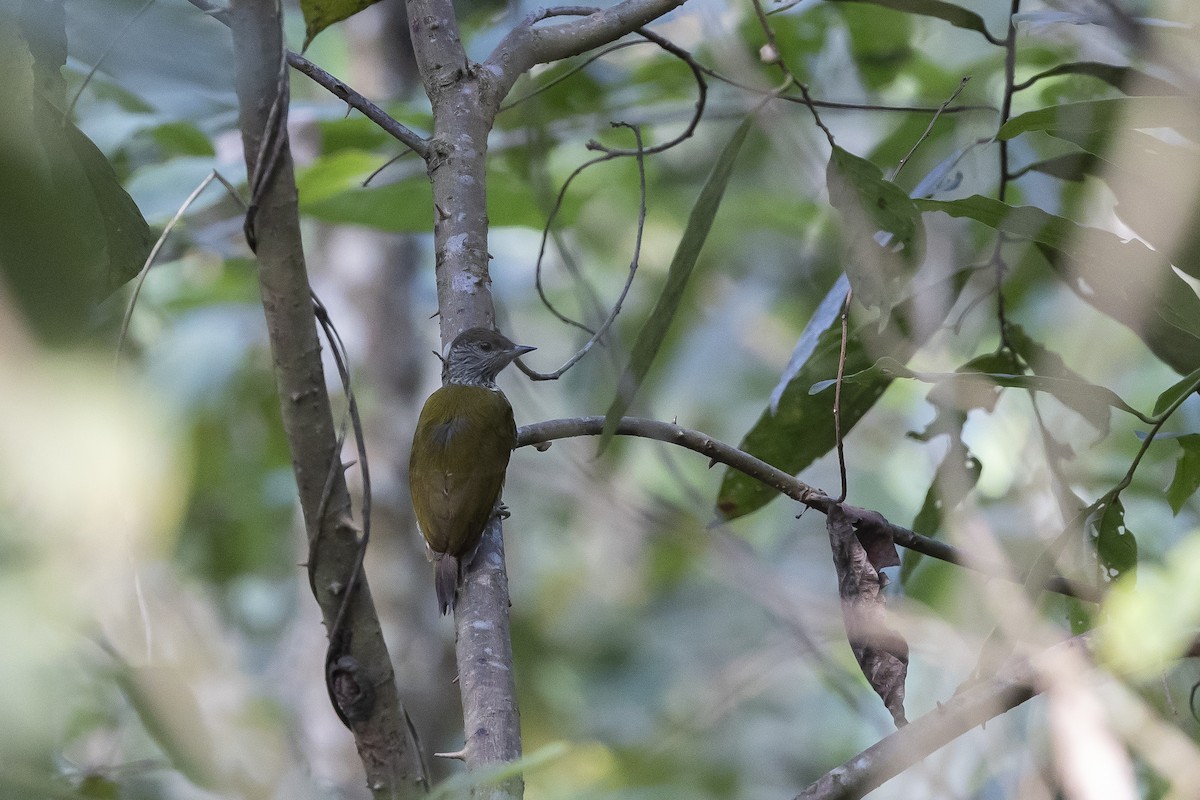 Speckle-breasted Woodpecker - ML632927221