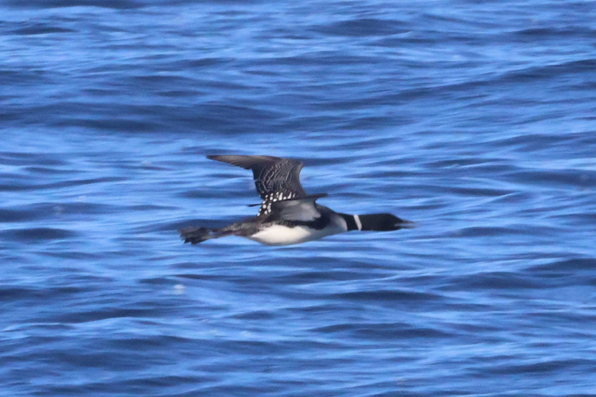 Common Loon - ML632927361