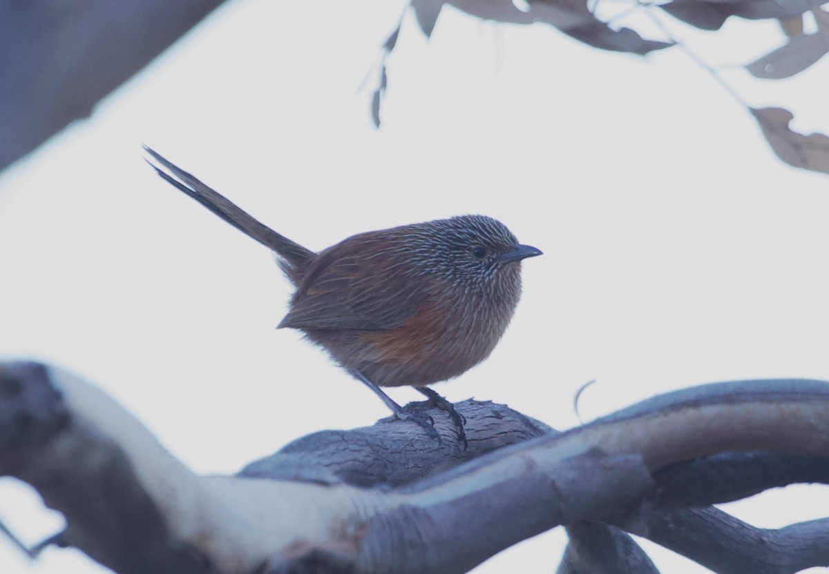 Dusky Grasswren - ML632927488